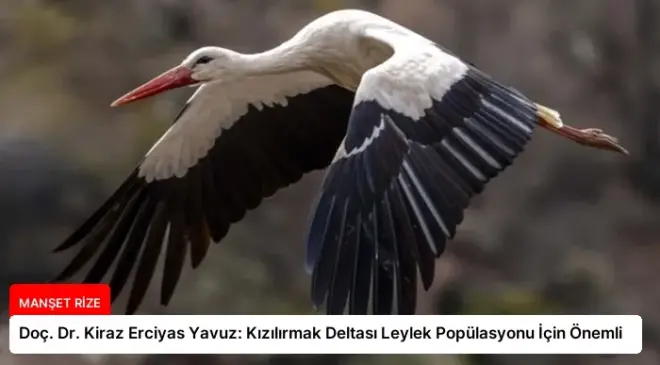 Doç. Dr. Kiraz Erciyas Yavuz: Kızılırmak Deltası Leylek Popülasyonu İçin Önemli