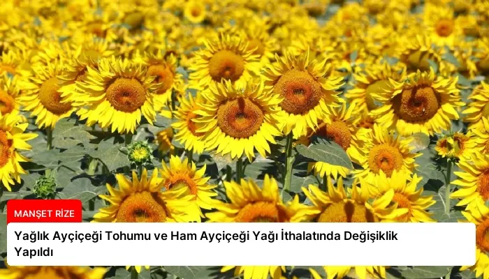 Yağlık Ayçiçeği Tohumu ve Ham Ayçiçeği Yağı İthalatında Değişiklik Yapıldı