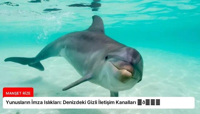 Yunusların İmza Islıkları: Denizdeki Gizli İletişim Kanalları ⏬👇