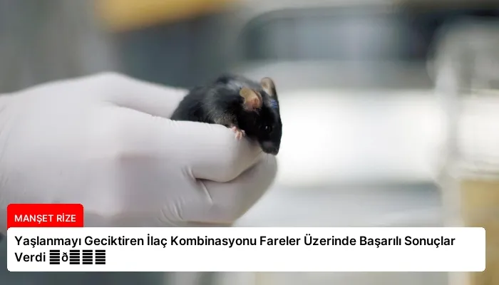 Yaşlanmayı Geciktiren İlaç Kombinasyonu Fareler Üzerinde Başarılı Sonuçlar Verdi ⏬👇