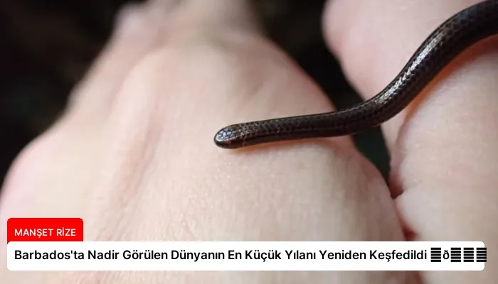 Barbados’ta Nadir Görülen Dünyanın En Küçük Yılanı Yeniden Keşfedildi ⏬👇