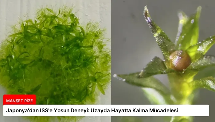 Japonya’dan ISS’e Yosun Deneyi: Uzayda Hayatta Kalma Mücadelesi
