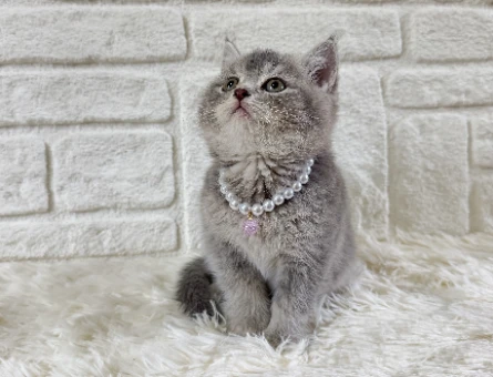 British shorthair ırkı