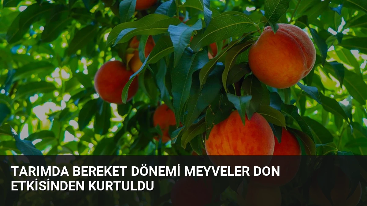 Tarımda Bereket Dönemi Meyveler Don Etkisinden Kurtuldu
