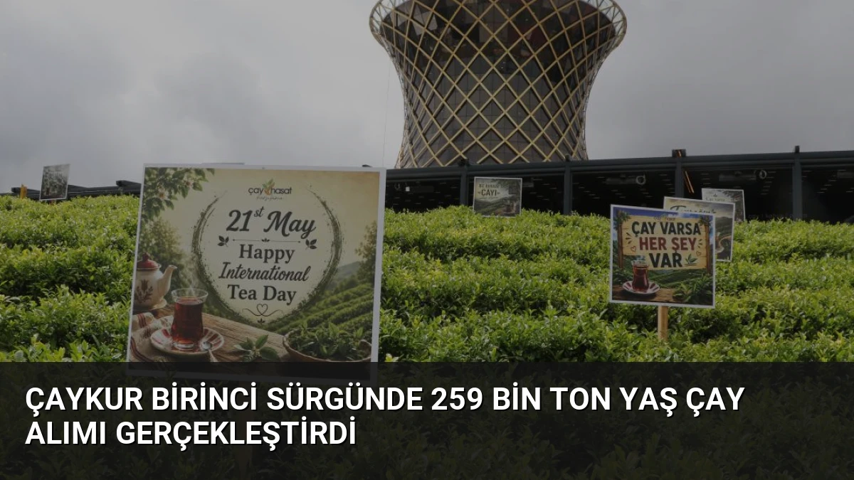 ÇAYKUR Birinci Sürgünde 259 Bin Ton Yaş Çay Alımı Gerçekleştirdi